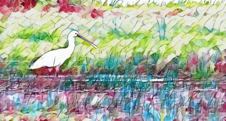 Spatule blanche photographiée dans la narse de Nouvialle (d'après photo www.collectifnouvialle.org) Spatule blanche photographiée dans la narse de Nouvialle