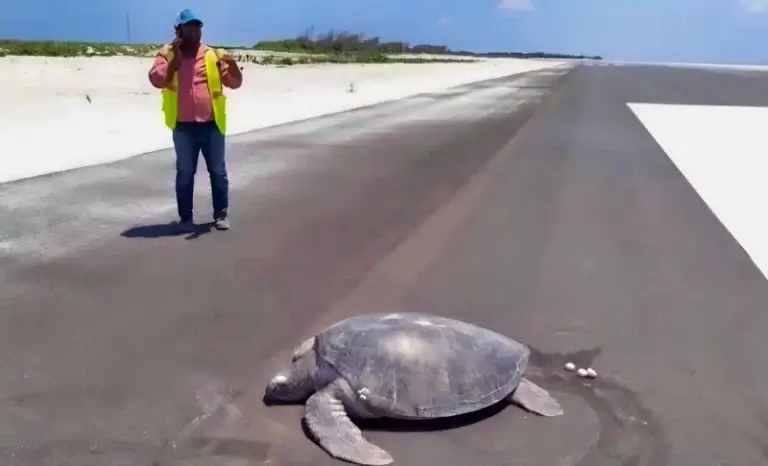 Sur cette île des Maldives, les tortues vertes déposent leurs oeufs sur le goudron de l'aéroport, jadis lieu de ponte. PSur cette île des Maldives, les tortues vertes déposent leurs oeufs sur le goudron de l'aéroport, jadis lieu de ponte.